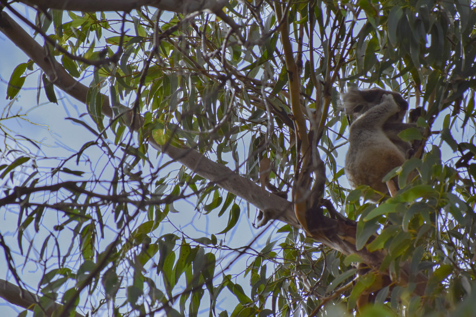 koala